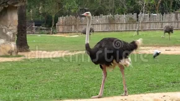 鸵鸟在KhaoKheow开放动物园的草坪上走来走去泰国视频的预览图