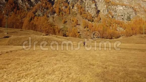 女徒步旅行者走在秋天的田野上靠近树木侧视阳光明媚的秋日在五彩缤纷的红色森林中徒步旅行野生自然视频的预览图