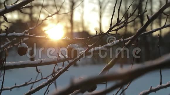 在冬天阳光明媚的背景下在树枝上干死的苹果慢速视频视频的预览图