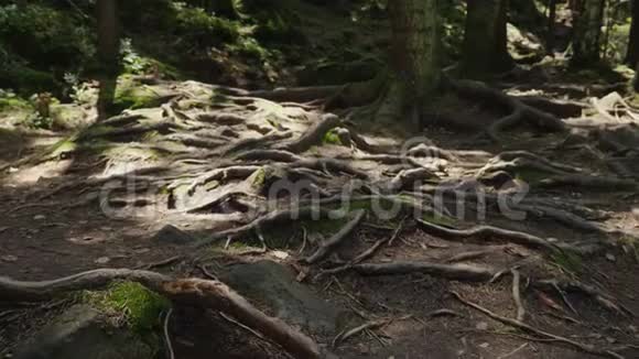 山径上的老树的根一片老落叶林太阳的光芒照亮了他们的道路玷污了他们视频的预览图