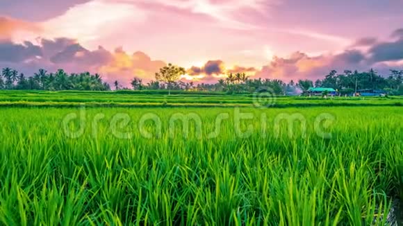 美丽的日落时间流逝在绿色的水稻梯田与运行的云在Ubud在巴厘岛在印度尼西亚视频的预览图
