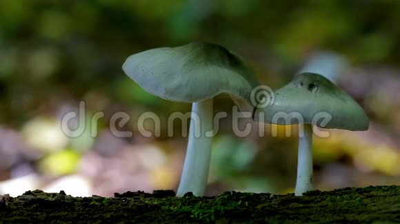 林中树干上美丽的罗苏拉蘑菇视频的预览图