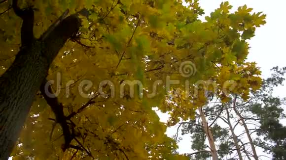 秋天的枫叶在公园里随风摇曳慢动作视频的预览图