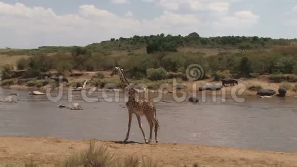 长颈鹿在肯尼亚行走的录像视频的预览图