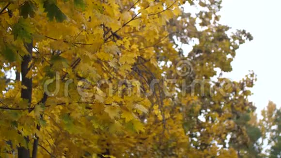 秋天的枫叶在公园里随风摇摆慢动作视频的预览图