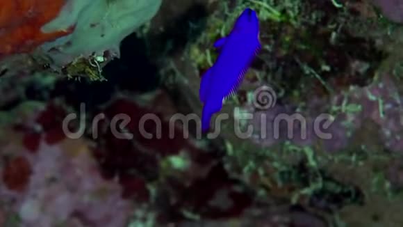 苏丹红海珊瑚中的兰色斑纹伪色虫视频的预览图