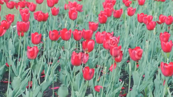 春天美丽的红色郁金香视频的预览图
