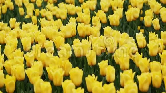 在美丽的公园里盛开着黄色的郁金香视频的预览图