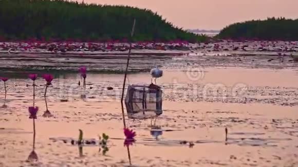 白鹭阿尔巴鸟在自然日出在泰国塔勒诺水禽保护区湖视频的预览图