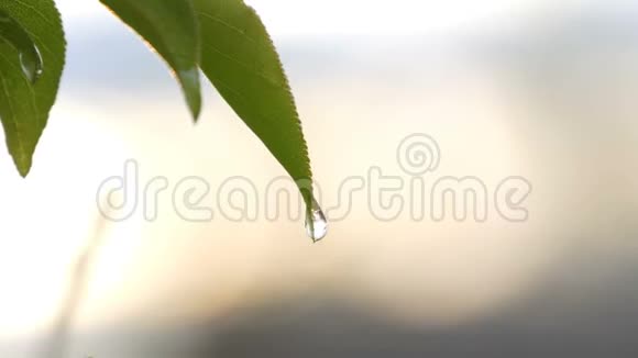 夕阳雨后一棵嫩绿的杏树的画面树枝上的雨水视频的预览图