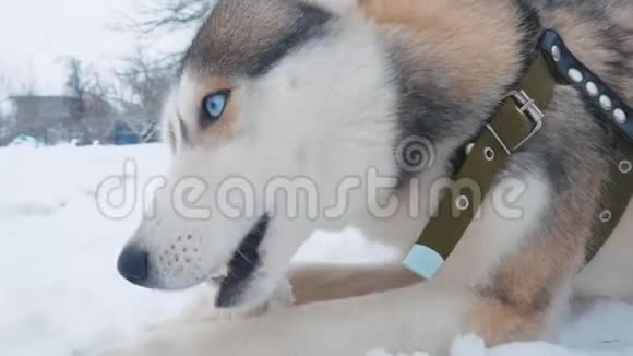 冬天在雪地上把漂亮的狗哈士奇啃着骨头视频的预览图