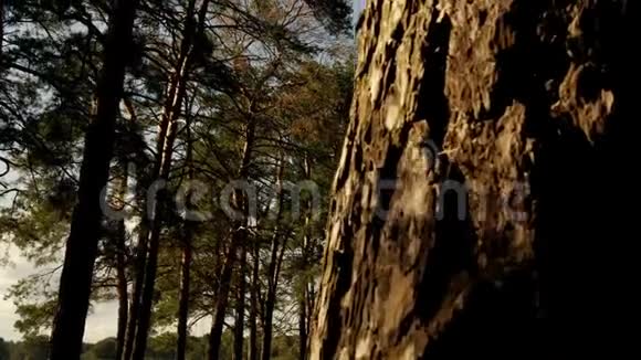 日落时松林中的树干就近了运动相机滑块视频的预览图
