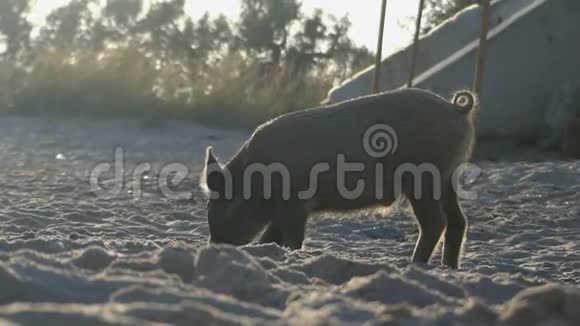 一只条纹小猪在黑海海岸寻找食物视频的预览图