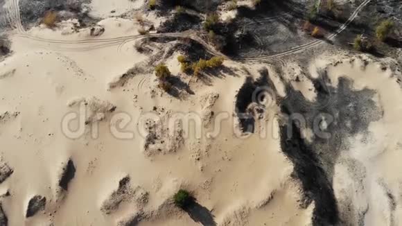 在沙丘和秋树上飞行视频的预览图
