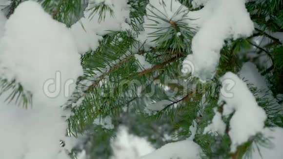 冬天雪中的绿视频的预览图