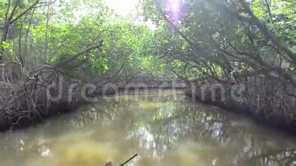 穿过红树林在河上旅行视频的预览图