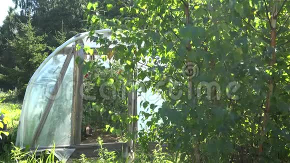 村民农民带着草帽在温室里照顾水番茄4K视频的预览图