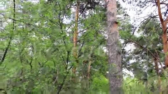 一片松林的回顾视频的预览图