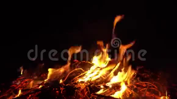 在大自然中燃烧着火明亮的火焰视频的预览图
