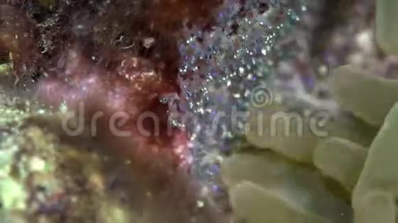 红海蟒蛇双鱼红海珊瑚卵苏丹视频的预览图