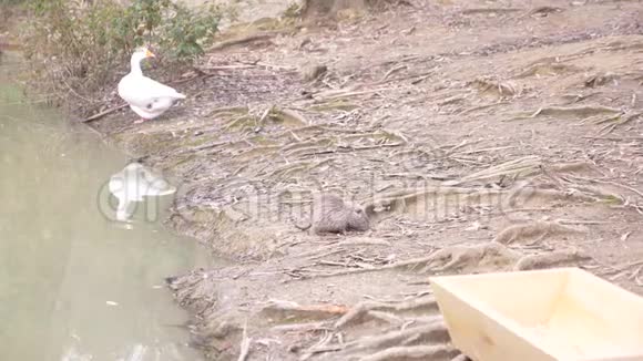 可爱的野生毛茸茸的河鼠营养在河岸吃面包4k慢镜头视频的预览图