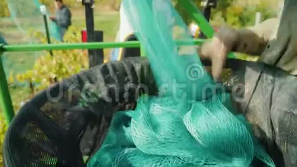 农民的手戴手套把防护网放在桶里葡萄园保护鸟类视频的预览图