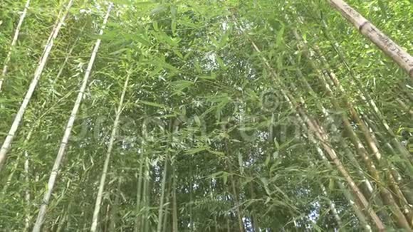 竹树林中的竹树4k慢动作视频的预览图