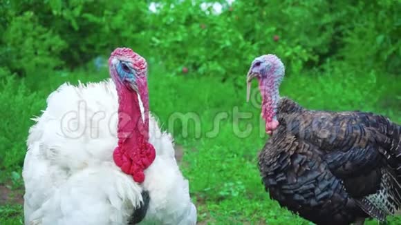 白黑火鸡同时发声火鸡发声鸟鸣活得漂亮的火鸡土耳其代表视频的预览图