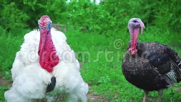 白黑火鸡同时发声火鸡发声鸟鸣活得漂亮的火鸡土耳其代表视频的预览图