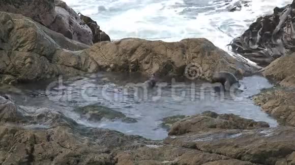 海豹在岩石上游泳和玩耍视频的预览图