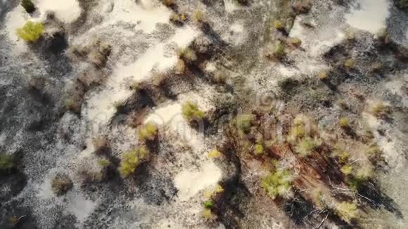 在沙丘和秋树上飞行视频的预览图