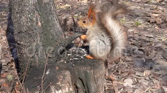 一只可爱的棕色松鼠坐在树桩上在阳光明媚的春天吃种子视频的预览图