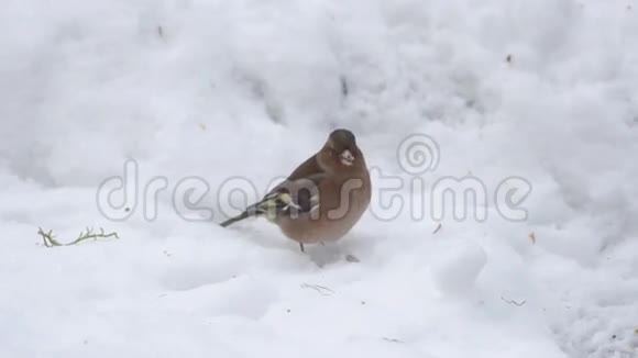 雪中常见的糠视频的预览图
