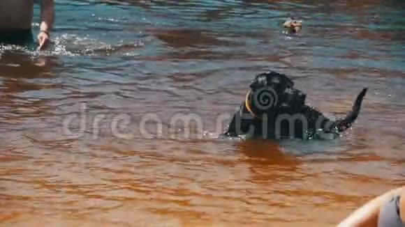 大黑狗和人在河里游泳慢动作视频的预览图