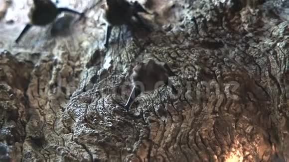 蝙蝠在树上吃苍蝇视频的预览图