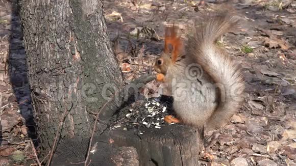 一只可爱的棕色松鼠坐在树桩上在阳光明媚的春天吃种子视频的预览图