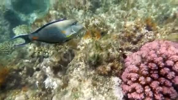 红海的动植物视频的预览图