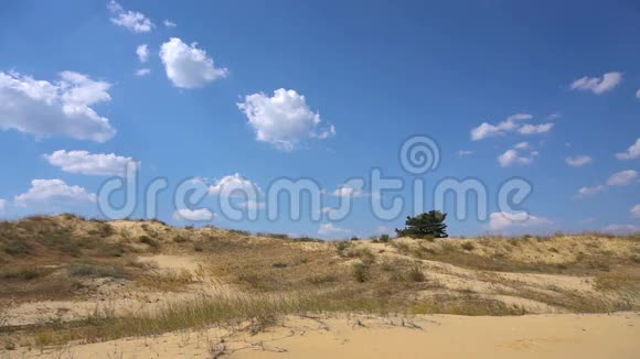 种树的沙子视频的预览图