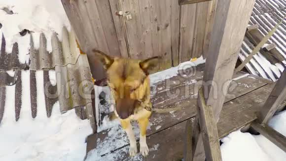 狗守卫着房子视频的预览图
