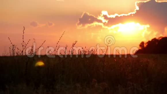 草花草甸近夕阳视频的预览图