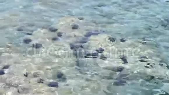 海底的龟甲视频的预览图