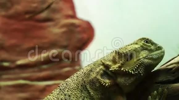 鬣蜥视频的预览图