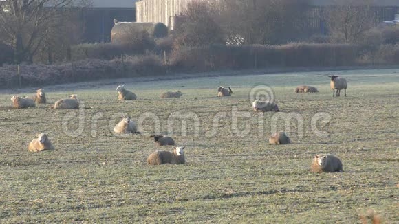 一群羊躺在田野上视频的预览图