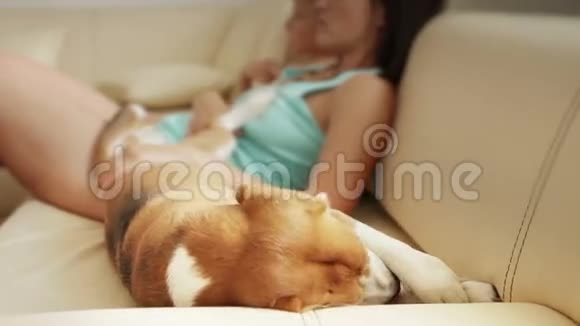 有趣的比格狗在沙发上洗澡妈妈和儿子在那里看电视视频的预览图