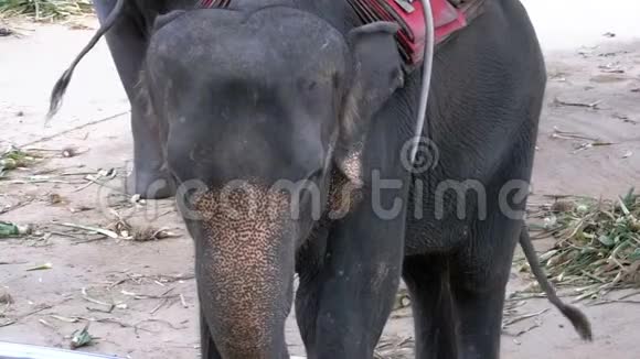 动物园里的大象背着一辆手推车在吃东西动作缓慢泰国亚洲视频的预览图
