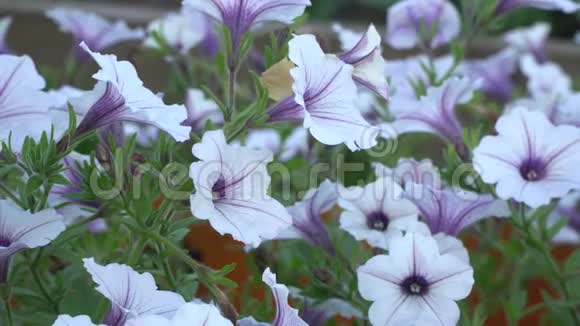 白色和紫色条纹矮牵牛花在风中园花美丽特写视频的预览图