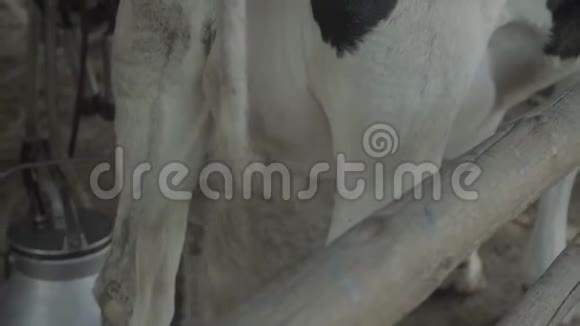 在农场挤奶农业视频的预览图