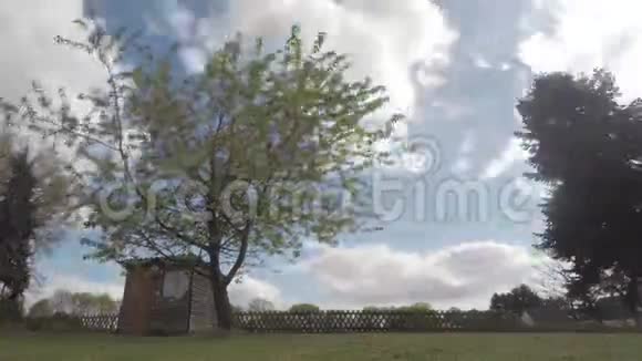 樱桃树的时间流逝视频的预览图