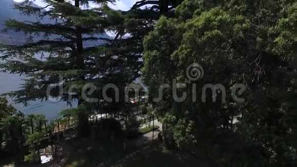 意大利海滨生长着高云杉和松树视频的预览图