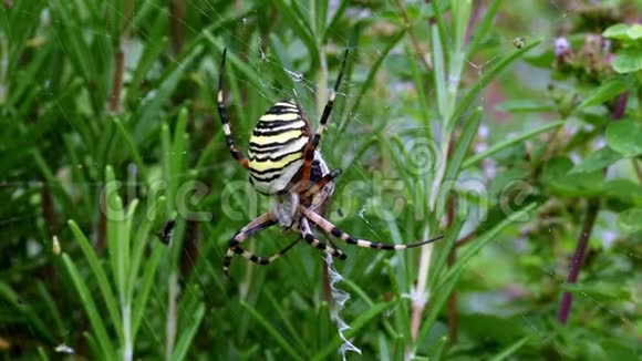 一只大黄蜂蜘蛛在蜘蛛网吃甲虫视频的预览图